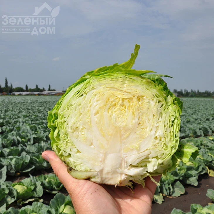 Констебль F1 / Constebl F1,52-55 дней фото 5