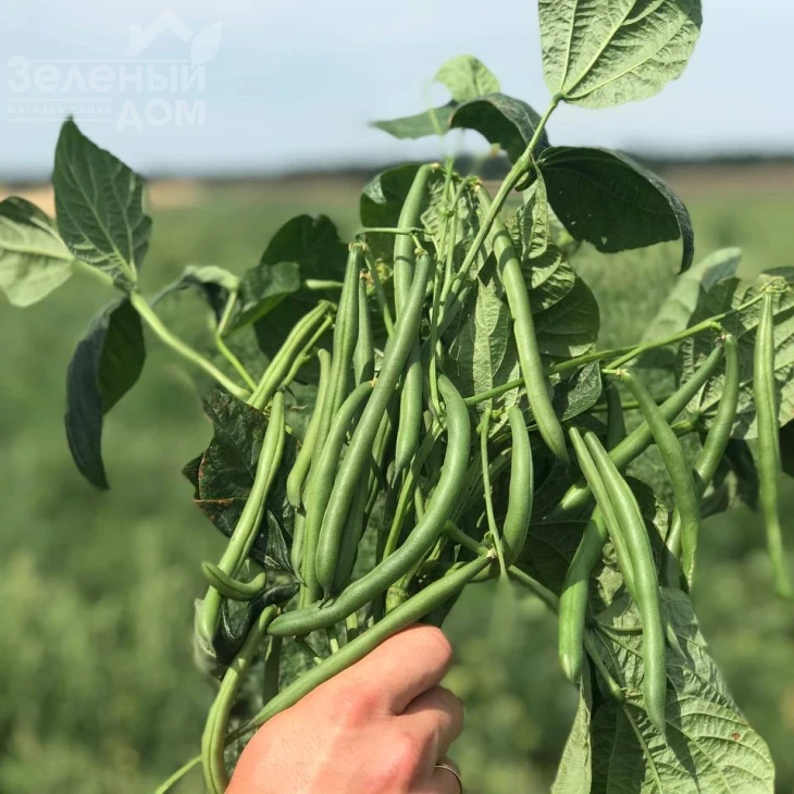 Месси / Messi,58-62 дня фото 1