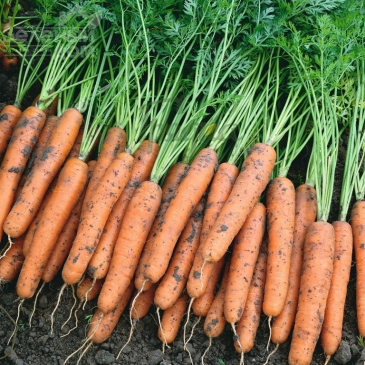 Наполі F1 / Napoli F1,90 днів фото 1