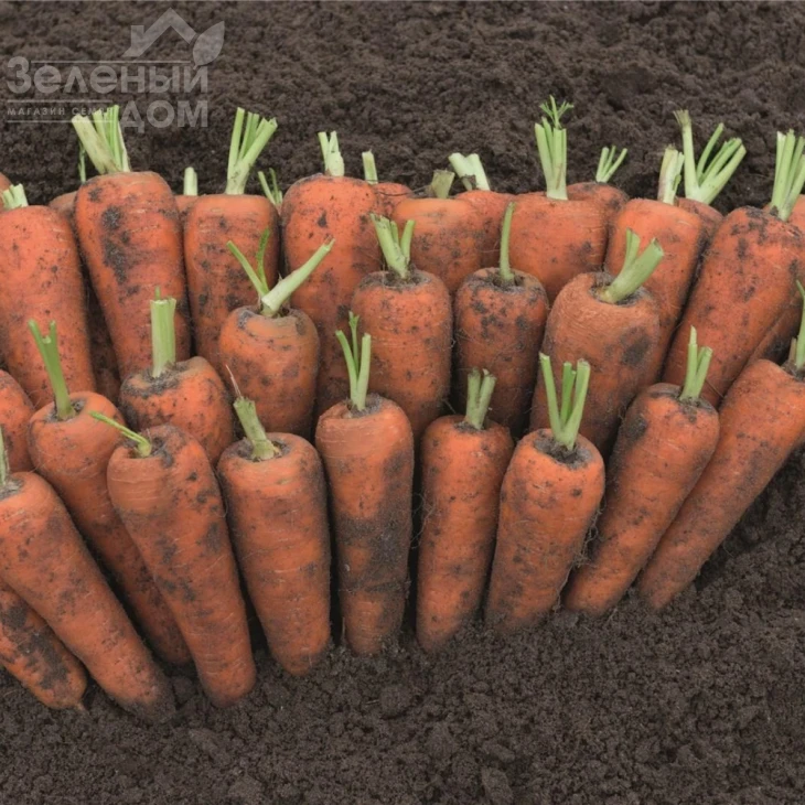 Кентон F1 / Canton F1, 110-120 дней фото 1