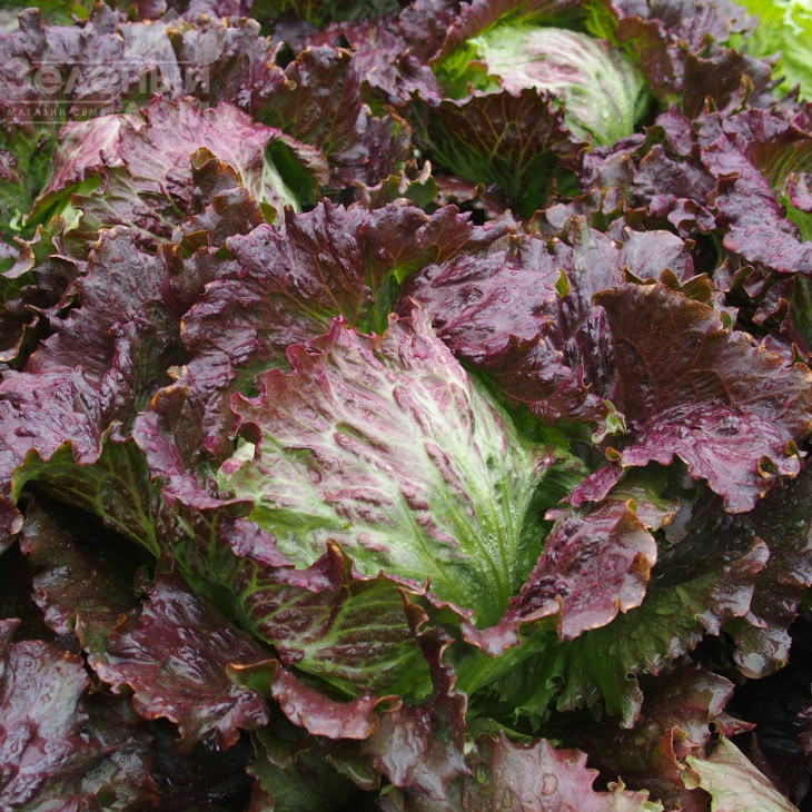 Дерел / Derel, 65-75 днів фото 1