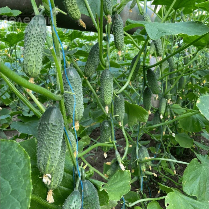 Америго F1 / Amerigo F1, 48-50 дней фото 4