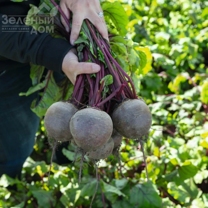 Бикорес / Bikores,120-125 дней фото 2