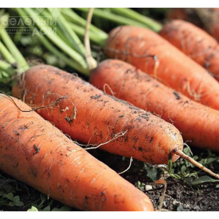 Рапір F1 / Rapir F1, 120 днів фото 1