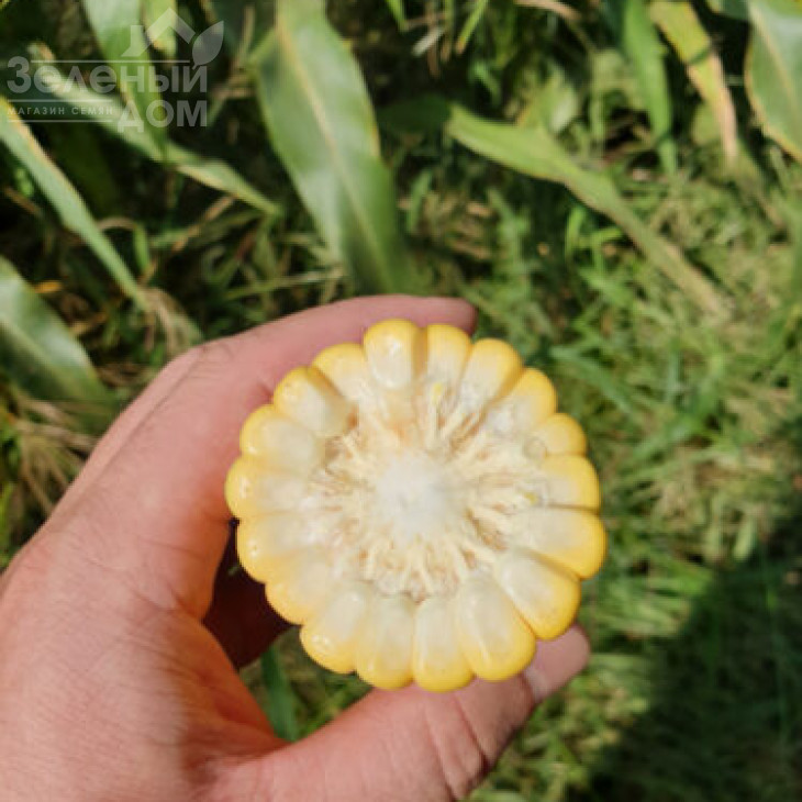 1801 F1 / 1801 F1,74-77 днів фото 3