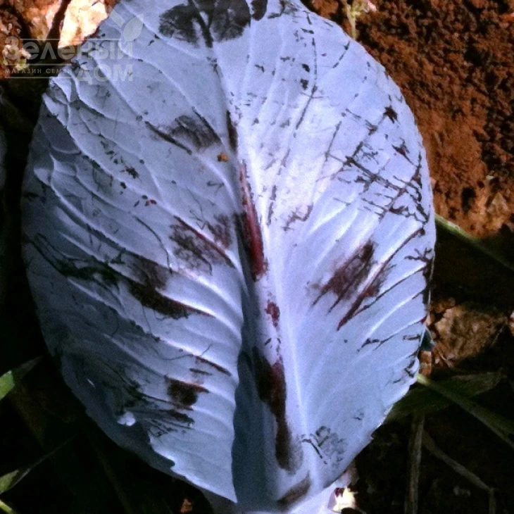 Ред Харизма F1 / Red Charisma F1,80-90 дней фото 1