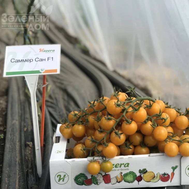 Саммер Сан F1 / Summer Sun F1 фото 5