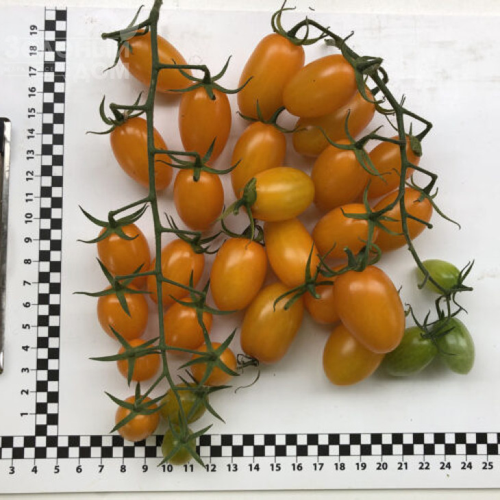 Мінікін F1 / Minikin F1, 100 днів фото 4