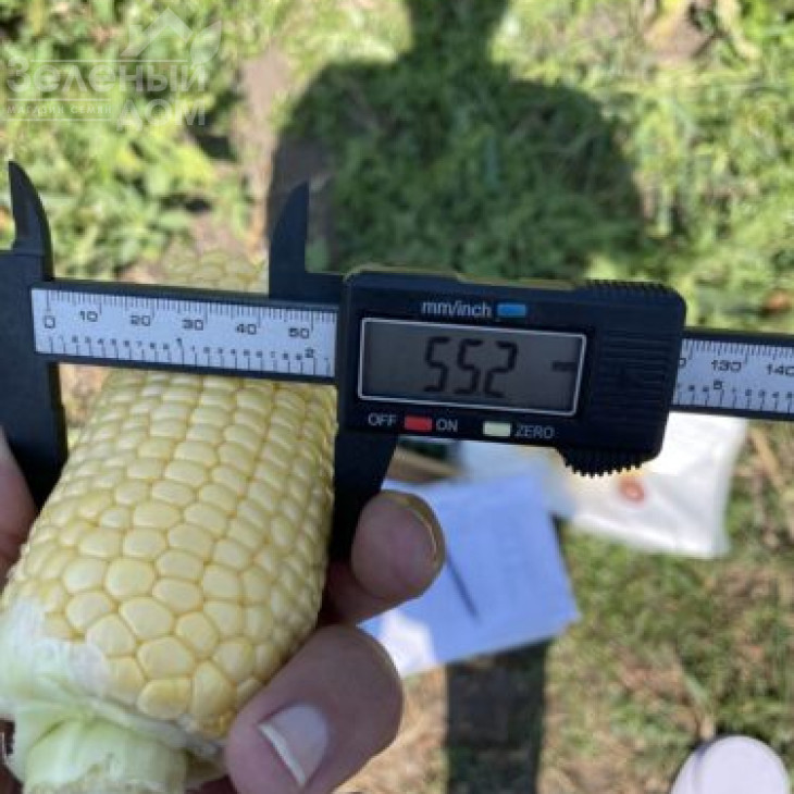 Гейзер F1 / Heyzer F1, 72 дні фото 4