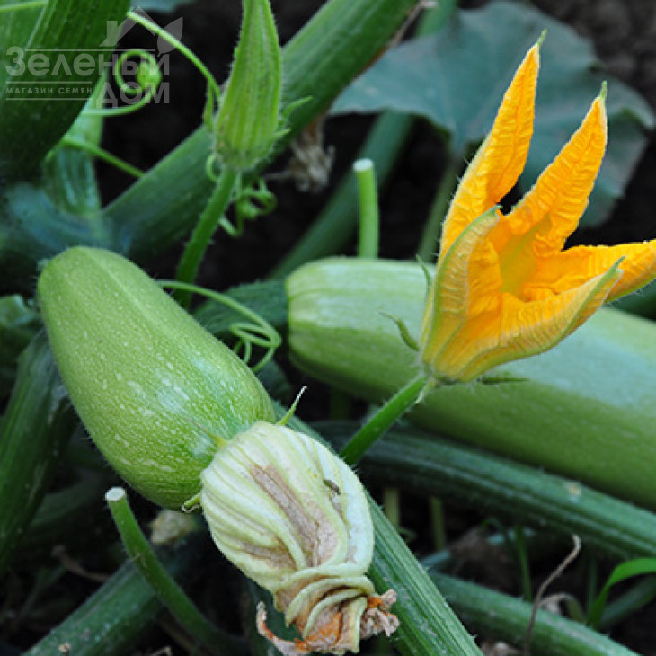 Супер Донія F1 / Super Doniya F1,40-45 днів фото 4