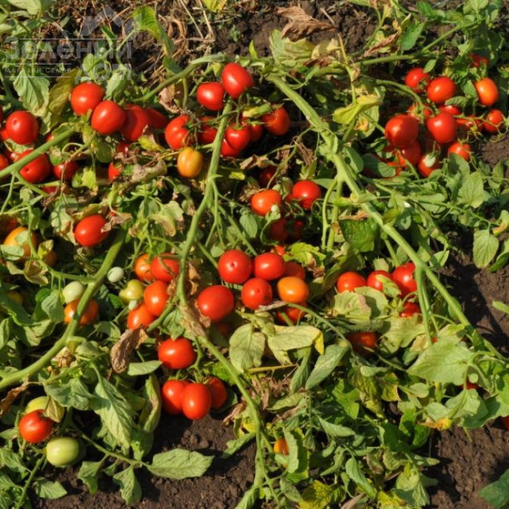 Мегрез (ЕЗ 1418) F1 / Megrez (EZ 1418) F1, 100-110 днів фото 2