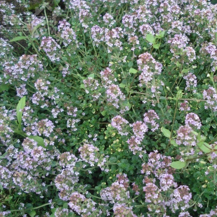 Чебрец (тимьян) / Thyme  фото 1