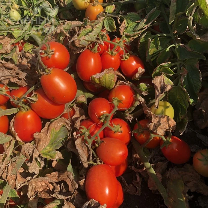 5108 F1 / 5108 F1,95-100 дней фото 2