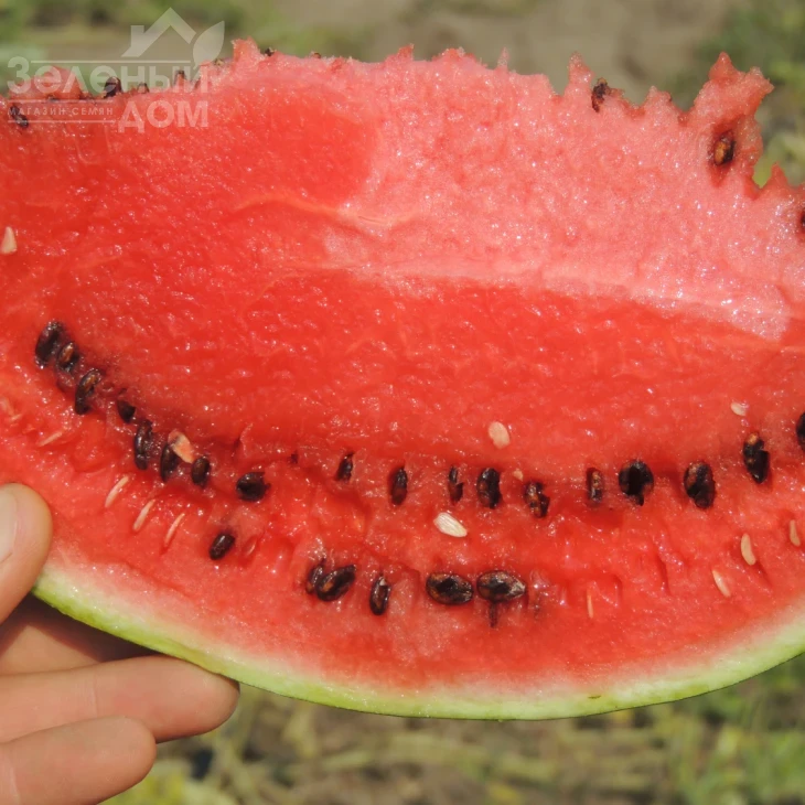 Ау Продюсер / AU Producer, 70-75 дней фото 2