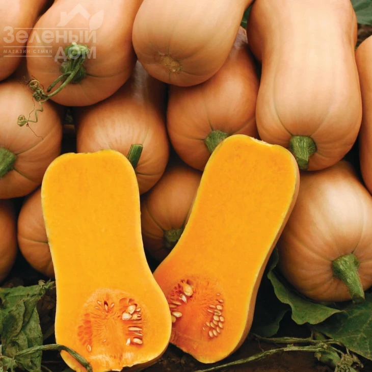 Баттернат Лиция  / Batternat Litsiya  фото 1