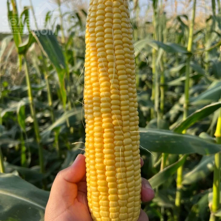 Камук F1 / Kamuk F1, 78 дней фото 1