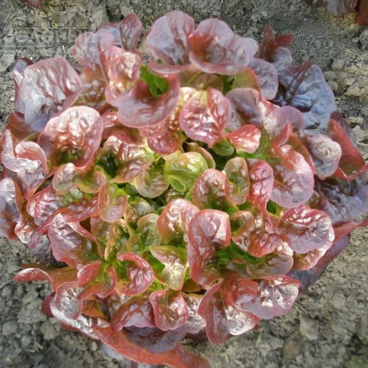 Дубаред / Dubared фото 1