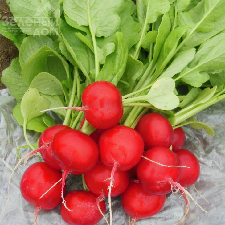 Хелена F1 / Helena F1 фото 1