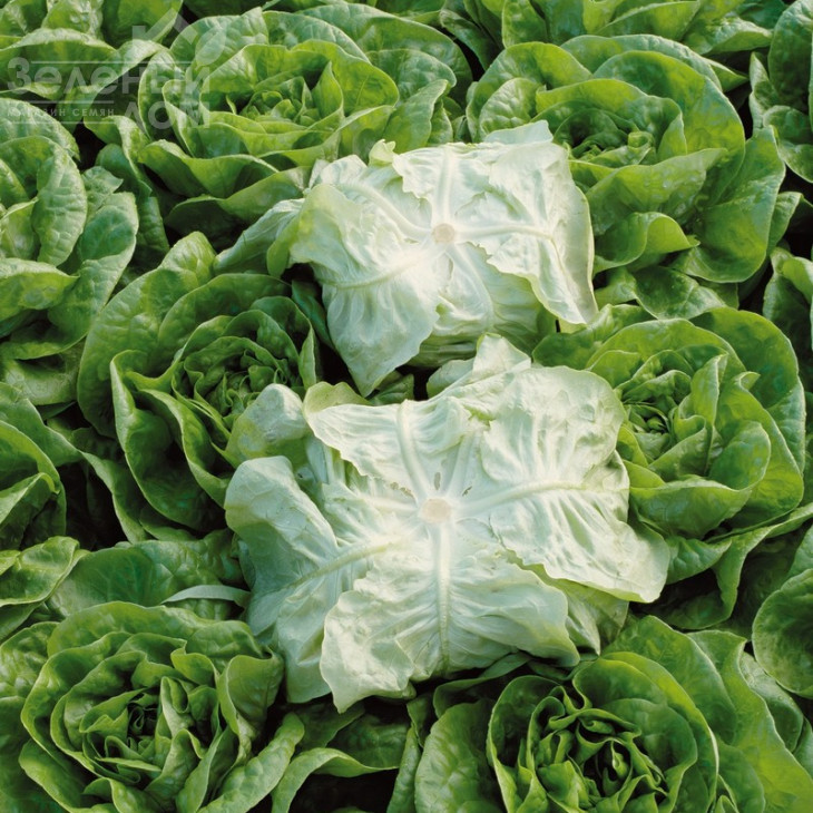 Брайтон / Brighton фото 3