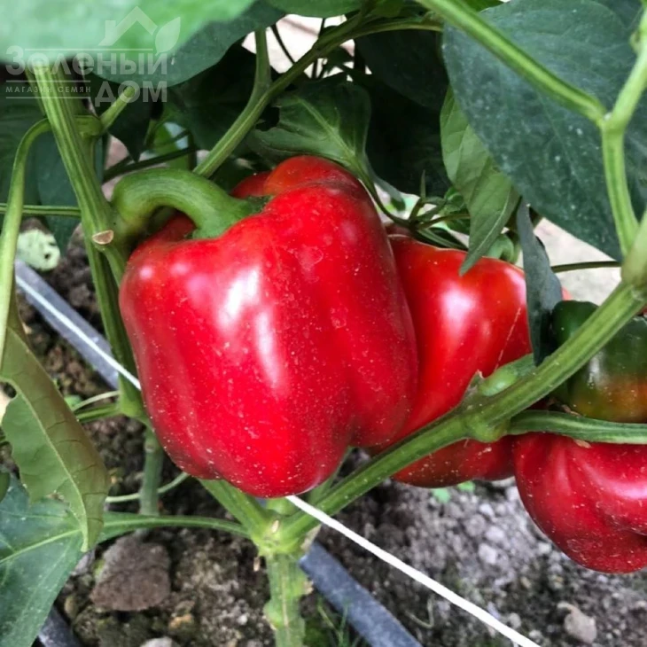 Том F1 / Tom F1,60 дней фото 1