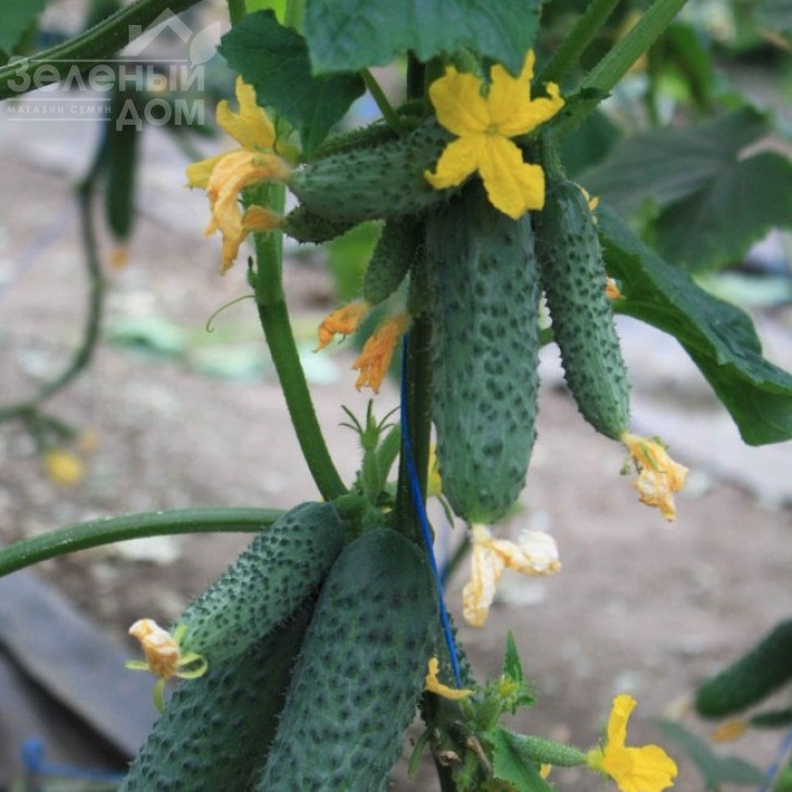 Гуннар F1 / Gunnar F1,35-40 днів фото 1