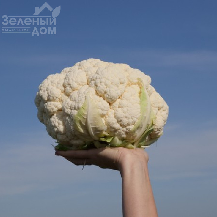 Ардент F1 / Ardent F1,80-85 днів фото 2