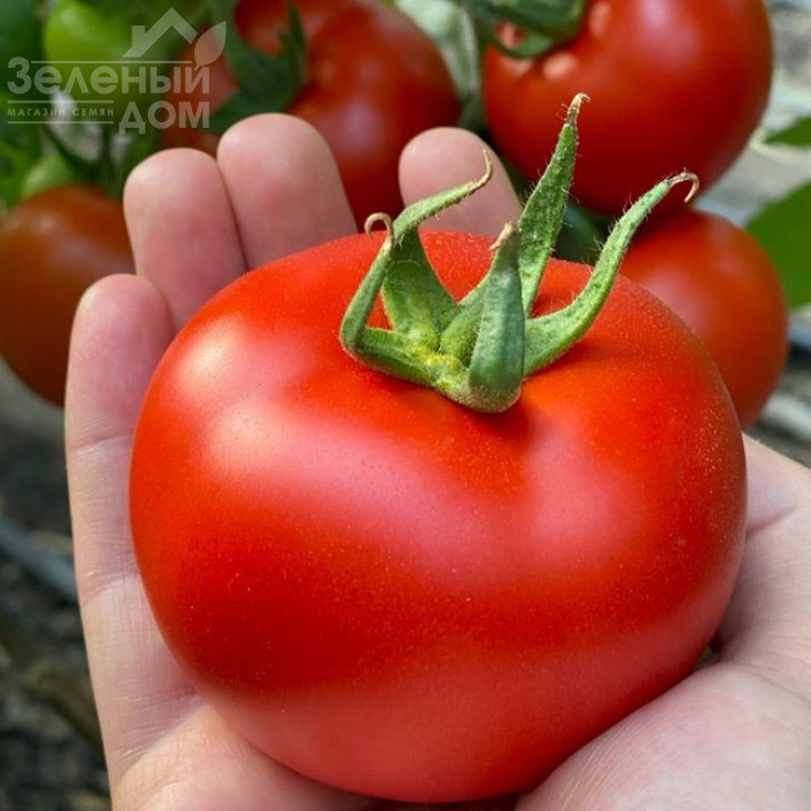 Буллз F1 / Bullz F1 фото 2