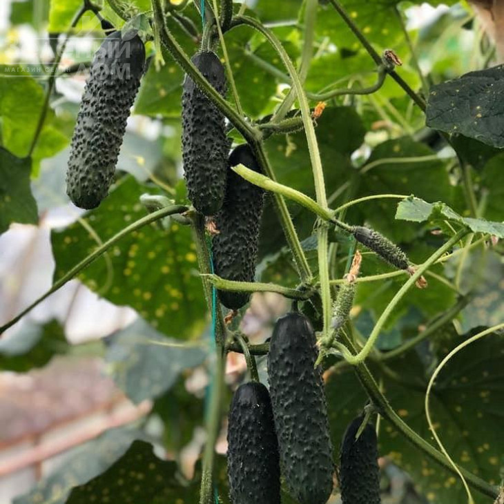 152-175 F1 / 152-175 F1,40-45 днів фото 1