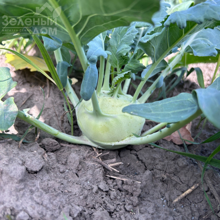 Квік Стар F1 / Kvik Star F1  фото 1