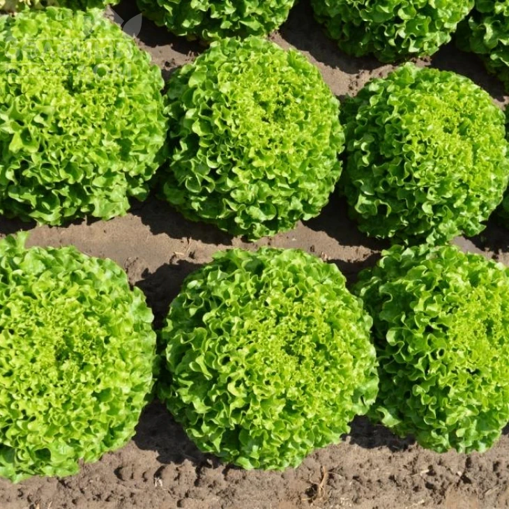 Мелина / Melina фото 2