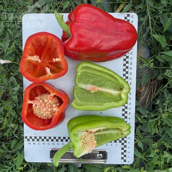 Кора F1 / Kora F1,60-65 дней фото 2