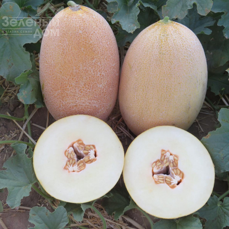 Емі (INX 1037) F1 / Amy (INX 1037) F1,75 днів фото 1