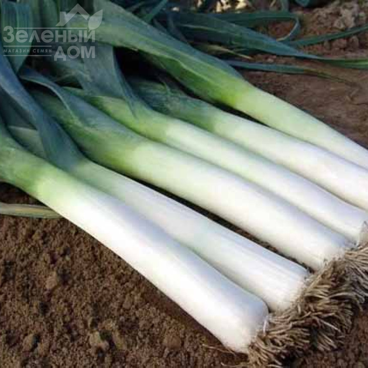 Плустон F1 / Pluston F1, 110-120 днів фото 4