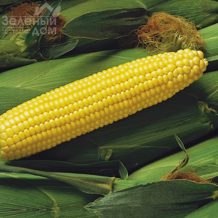 Спіріт F1 / Spirit F1,67 днів фото 1