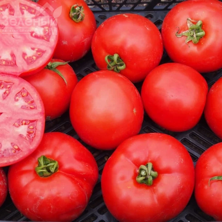 Рихам F1 / Riham F1,60-62 дня фото 5