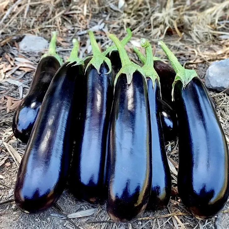 Кардинал F1 / Kardinal F1, 57-60 дней фото 1