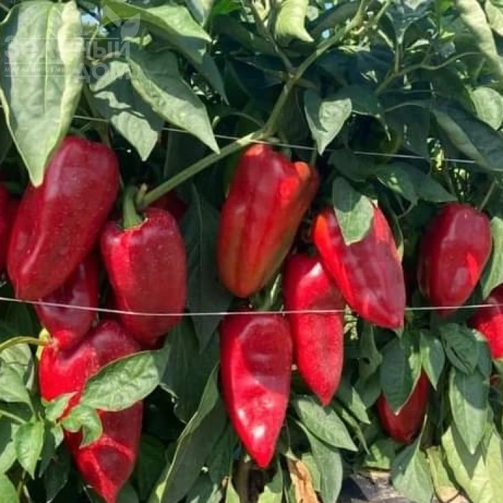 Навигатор F1 / Navigator F1,67-70 дней фото 3