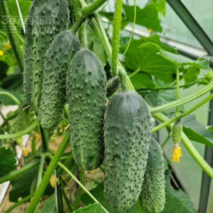 Америго F1 / Amerigo F1, 48-50 дней фото 6