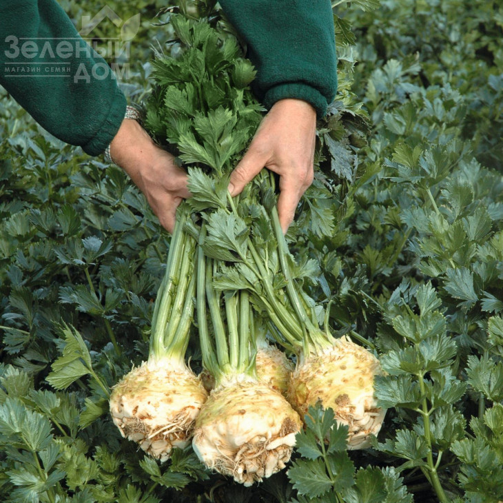 Балена / Balena,140 днів фото 2