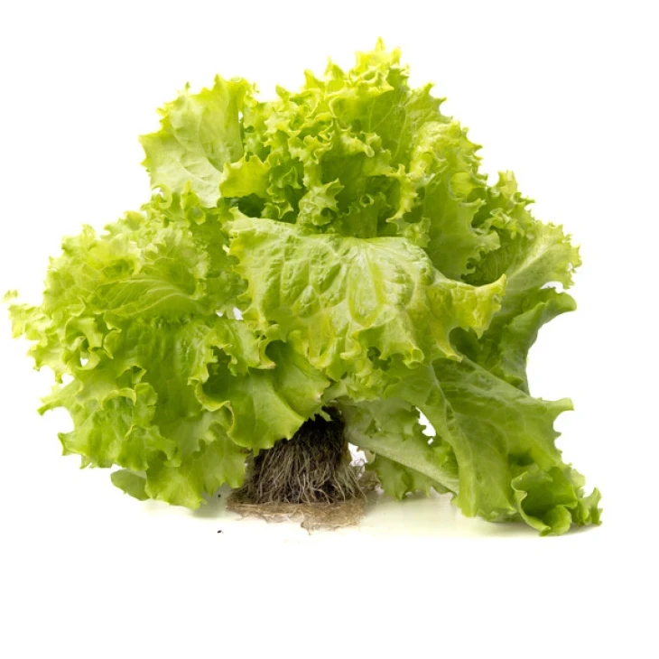 Афилион / Aphylion фото 3