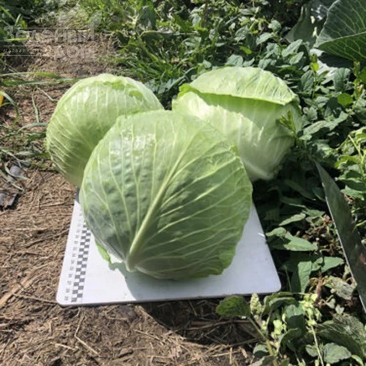 Кентукки F1 / Kentukky F1,80-85 дней фото 4