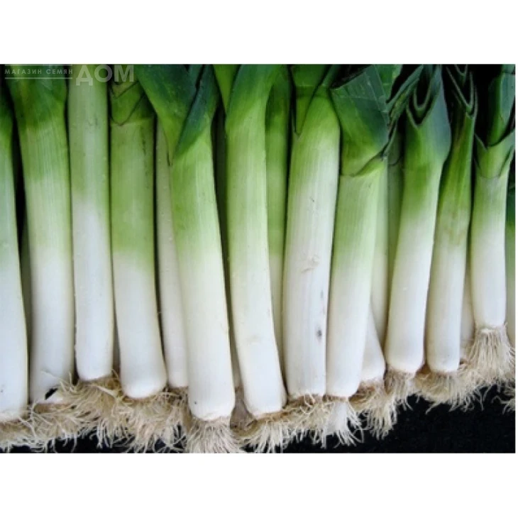 Элефант / Elefant,140-150 дней фото 1