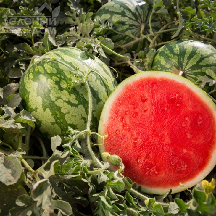 Кідман F1 / Kidman F1,65-70 днів фото 1