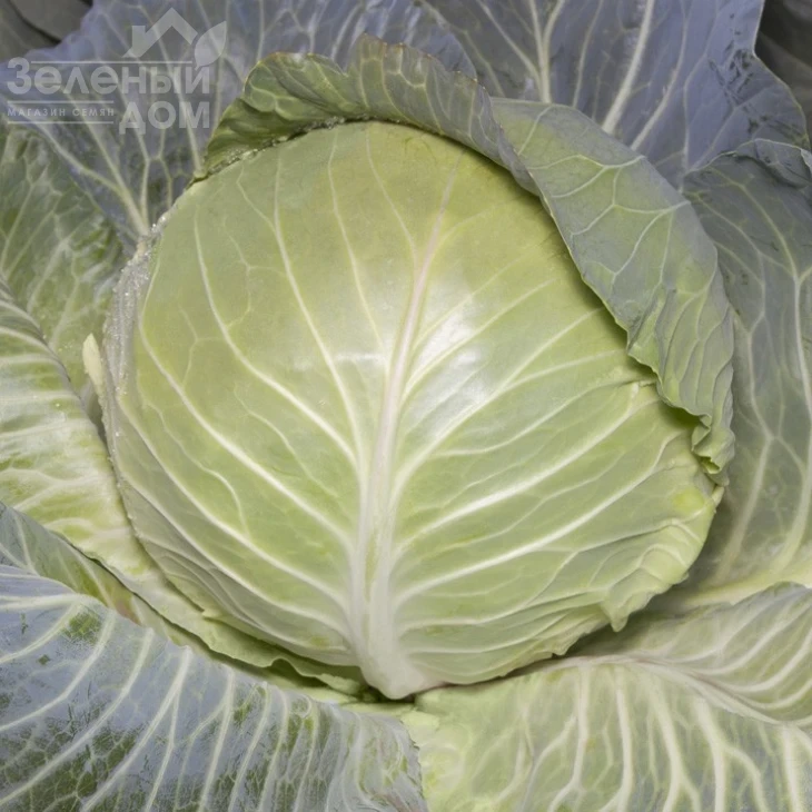 КС 29 F1 / KS 29 F1,65-75 дней фото 1