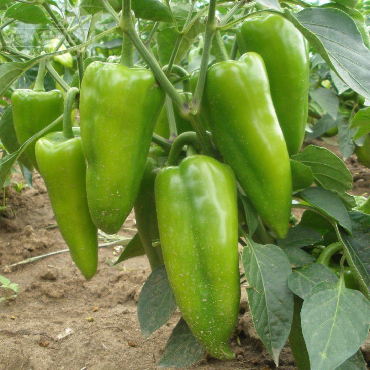 Рафаела F1 / Rafaela F1,50-60 днів фото 2