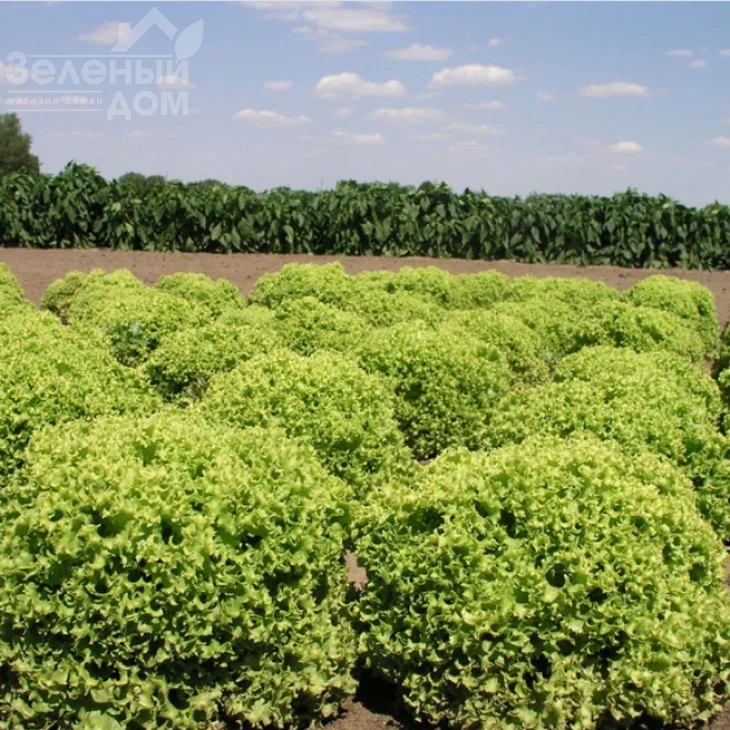 Оникс F1 / Onyx F1,65-70 дней фото 3