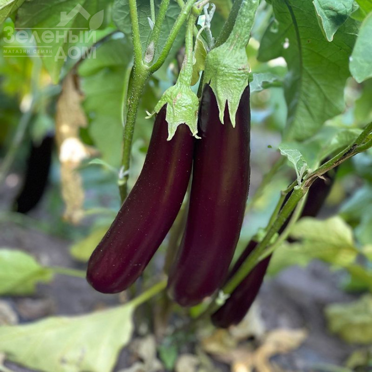 Дар F1 / Dar F1, 55-60 днів фото 1