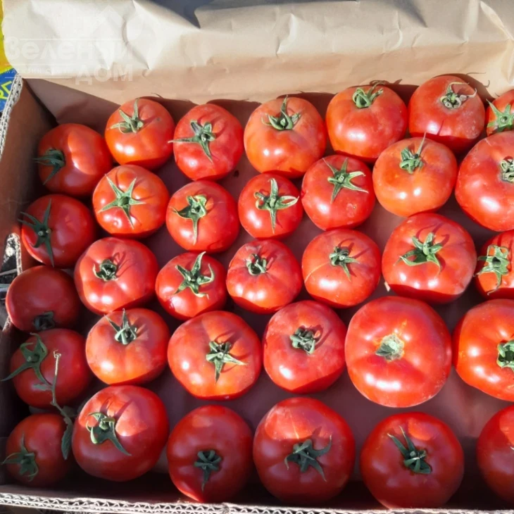 Свит Муссон F1 / Svit Musson F1, 60-68 дней фото 1