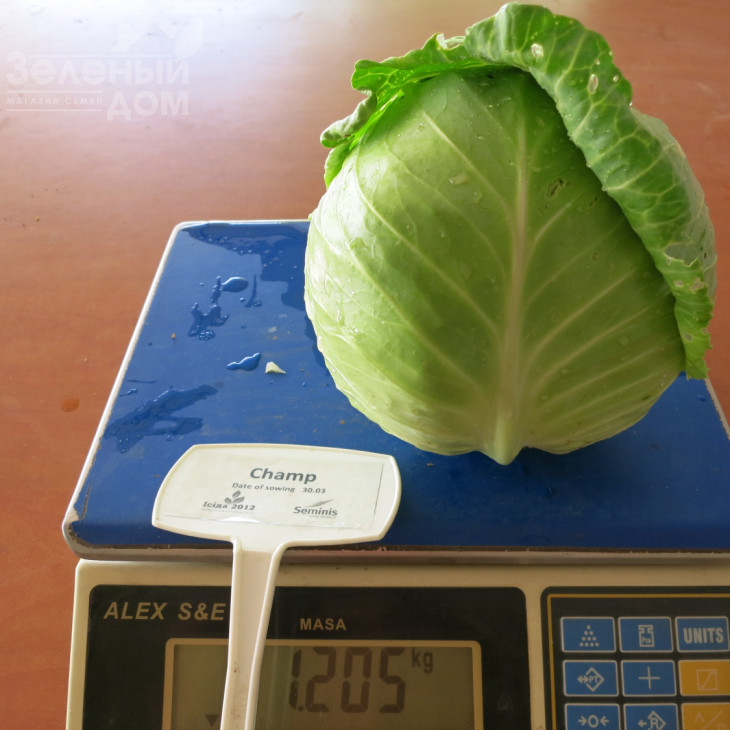 Чемп F1 / Champ F1,54 дні фото 1