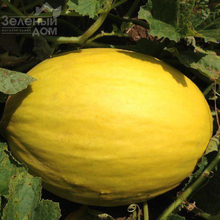 Бабор F1 / Babor F1,75 днів фото 1